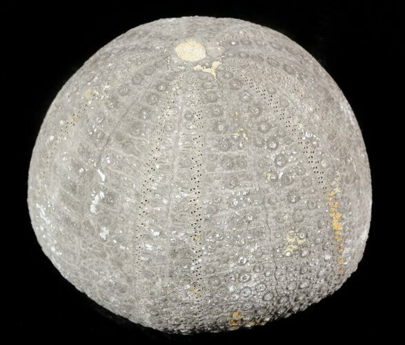 Eucosmus Fossil Echinoid (Sea Urchin) - Garsif, Morocco #46376